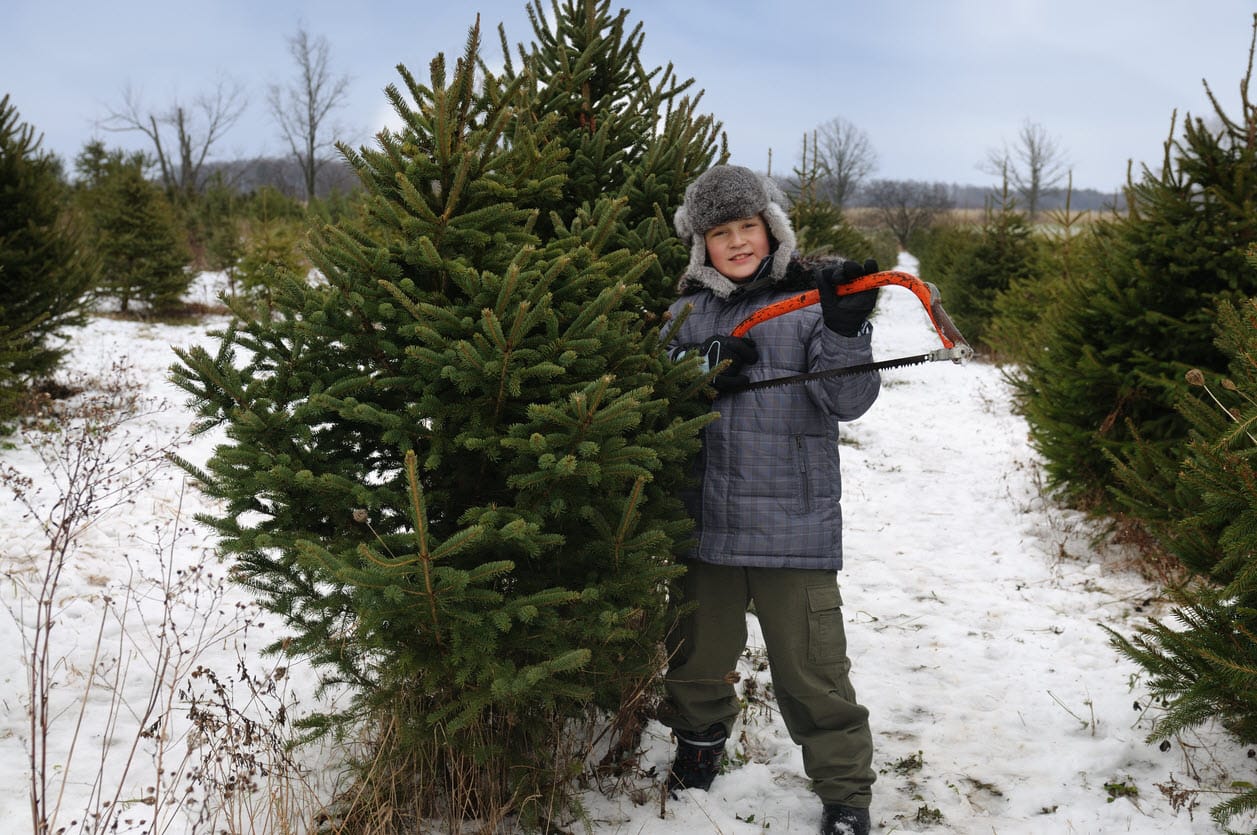 christmas-tree-farm-insurance