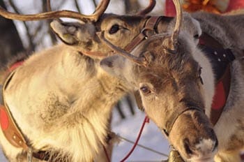 sleigh-ride-insurance